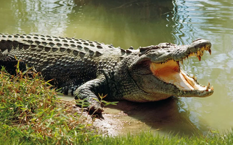 Wild Life in Bhitarakanika